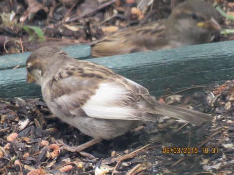 Leucistic House Sparrow - FeederWatch