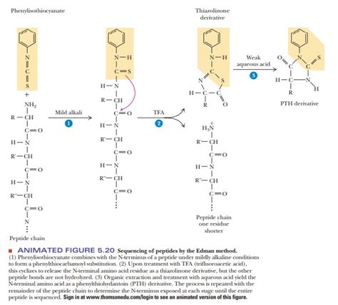 Determining the Primary Structure of a Protein