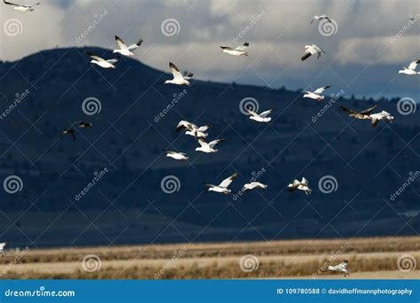 Snow geese migration stock photo. Image of refuge, flying - 109780588