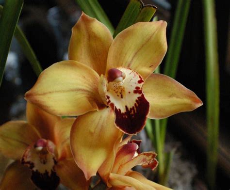 Gold Cymbidium Orchids: All Year Blooms