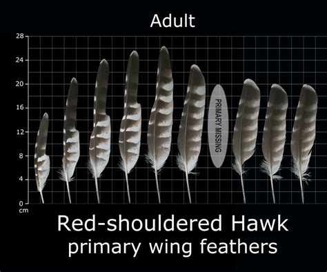 The Feather Atlas - Feather Identification and Scans - U.S. Fish and ...