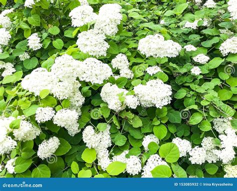 Hortensia Shrub with White Flowers Stock Photo - Image of shrub, nature: 153085932