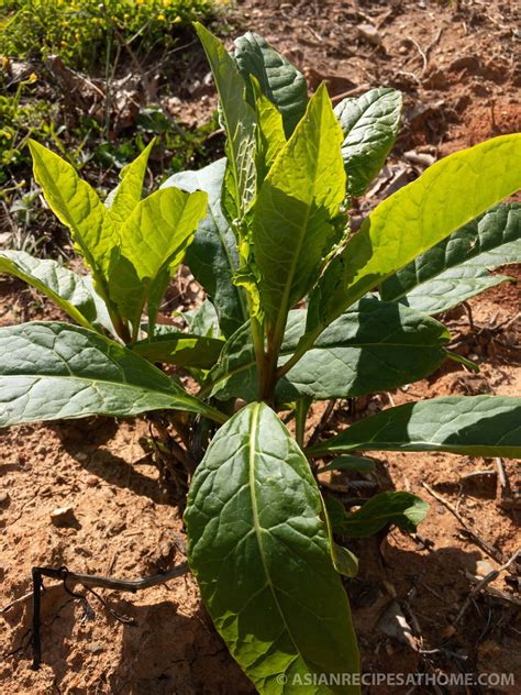 How to Harvest and Prepare Pokeweed or Poke Salad (Sallet) – Asian Recipes At Home