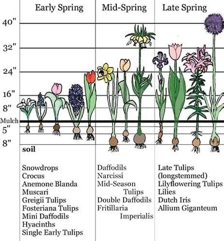 Flower Bulb Sizes - Home Alqu