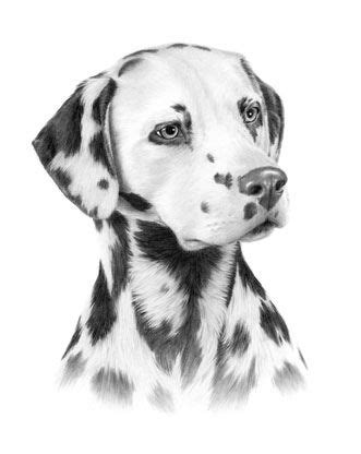 Dalmatian Portrait | Realistic Animal Drawings