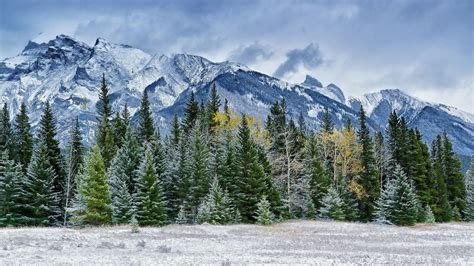 Wallpaper : trees, landscape, mountains, nature, snow, winter, wilderness, Alps, fir, plateau ...