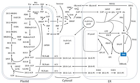 Soybean Lipid Biosynthesis Pathway