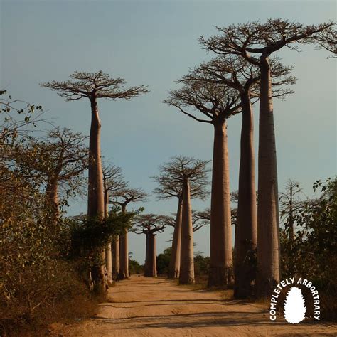 AVENUE OF THE BAOBABS (BAOBAB) — Completely Arbortrary