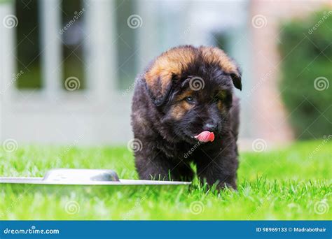 Old German Shepherd Puppy at a Feeding Bowl Stock Image - Image of ...