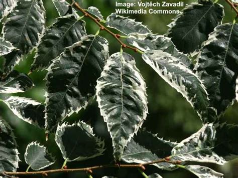 Zelkova Trees: Types, Leaves, Bark (Pictures) – Identification