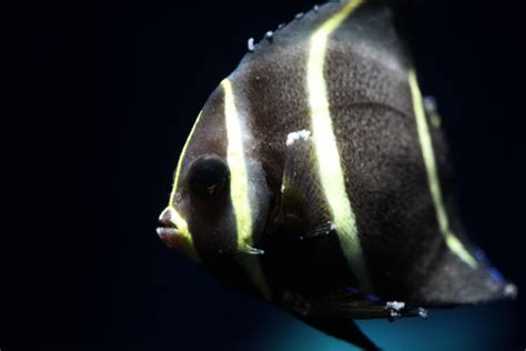 12 Common Angelfish Diseases and Illnesses - Avid Aquarist