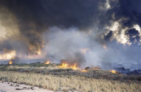 Managing animals in a fire | Agriculture and Food