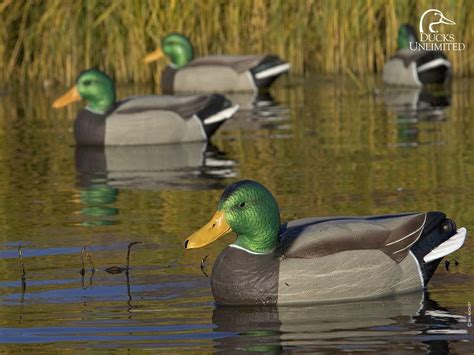 Ducks Unlimited Camo Wallpapers - Wallpaper Cave