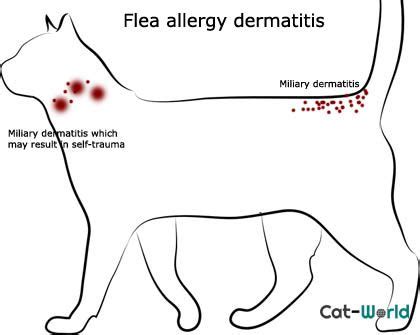 Flea allergy dermatitis in cats | Cat allergies, Cat skin problems, Cat ...