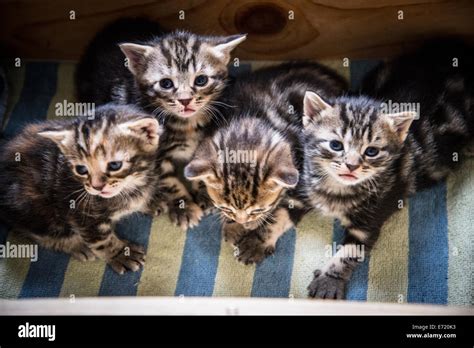 3 week old kittens Stock Photo - Alamy