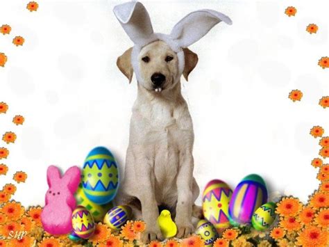 Easter Dog Wallpaper