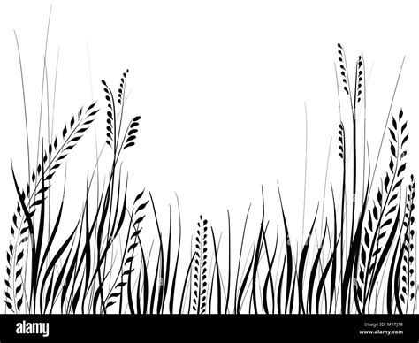 silhouette drawing of grass and leaves isolated on white background, can be used for frame on ...