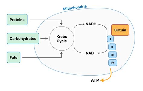 Mitochondrial Metabolism