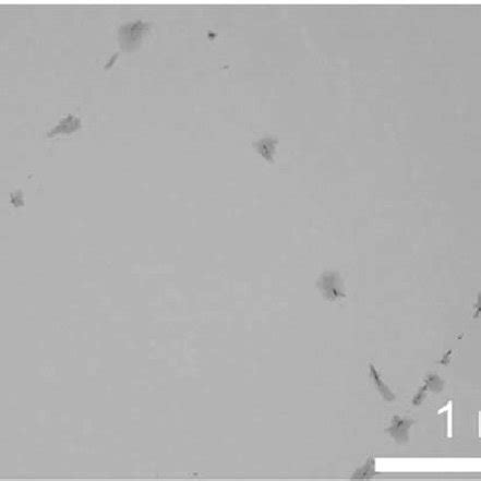 Light microscopy image with Nomarski contrast showing cracks in the ...