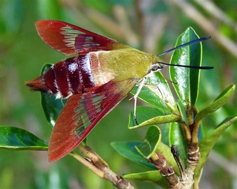 Hummingbird Clearwing Moth: Identification, Life Cycle, Facts & Pictures