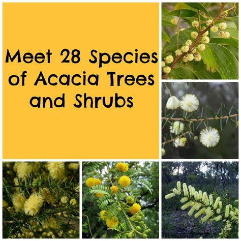 28 Species of Acacia Trees and Shrubs