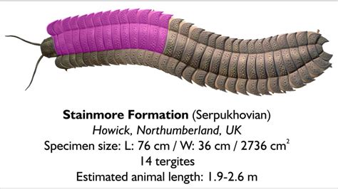 Scientists uncover fossil of giant millipede - 'It was a complete fluke ...