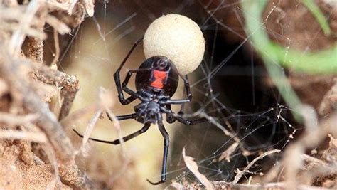 Inside Black Widow Spider Eggs