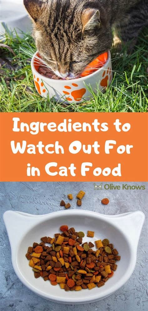 Ingredients to Watch Out For in Cat Food - OliveKnows