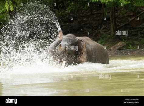 Sumatra Sumatran elephant Indonesia endangered Stock Photo - Alamy