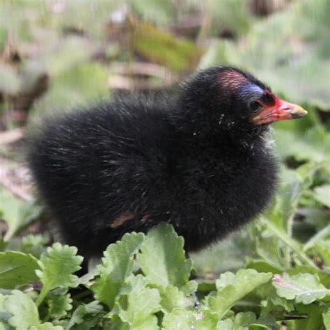 Moorhen chick