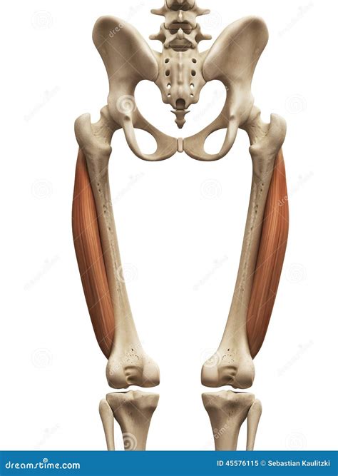 Vastus Lateralis - Female Anatomy Muscles Stock Image | CartoonDealer.com #41041585