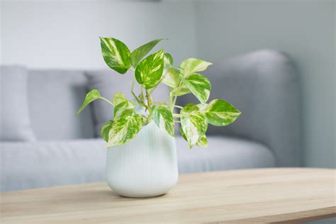 34 Best Air-Purifying Indoor Plants (with Names) - Parade