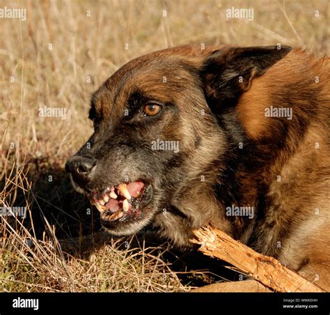 Are Belgian Malinois Aggressive