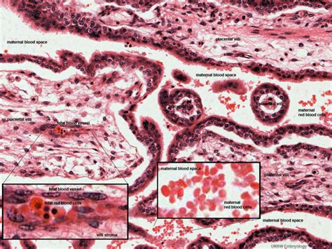 Placenta - Histology - Embryology