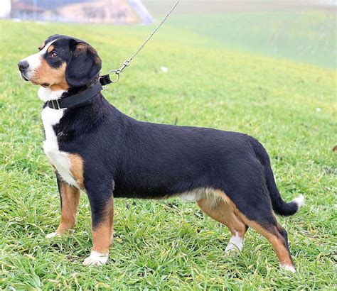 Entlebucher Mountain Dog Breed Information and Pictures - PetGuide ...