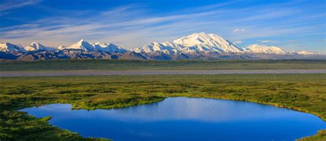 Wildlife in Denali National Park : Close-up Photos of Alaskan Wildlife