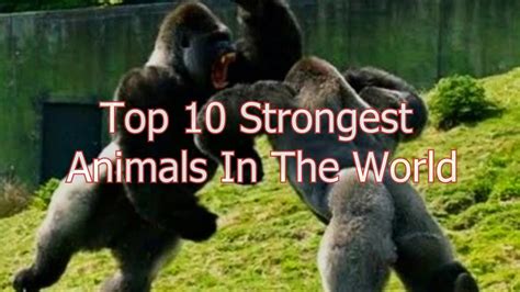 What Is The Strongest Animal In The World