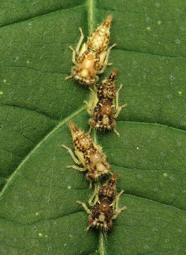 Keeled Treehopper Nymphs | Entylia carinata. Rock Creek Park… | Flickr