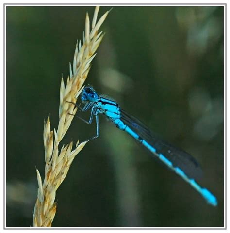 Blue Dragonfly - Dragonflies Photo (22013498) - Fanpop