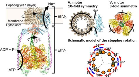 Molecular-motor specialists deepen our understanding of the rotary ion ...