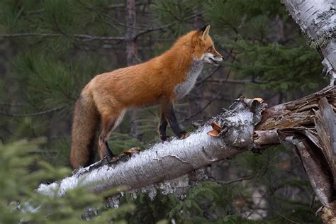 Ann Brokelman Photography: Red Fox climbing a tree!!!!