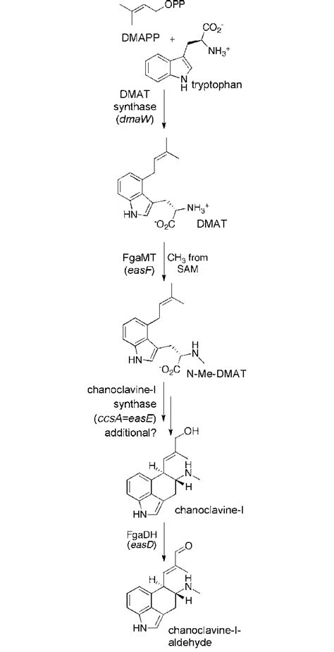 Early steps of the ergot alkaloid pathway that are shared among diverse... | Download Scientific ...