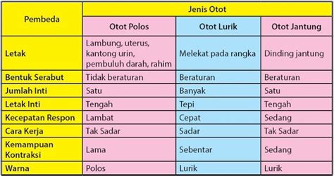 Jelaskan perbedaan dan persamaan otot lurik , otot polos dan otot ...