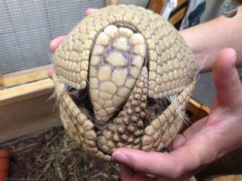 Southern three-banded armadillo | Photos and descriptions of animals | an educational and ...