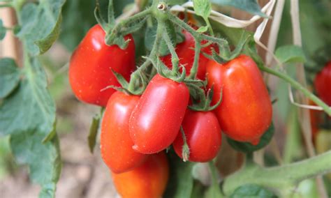 How To Can Tomatoes: Step-by-Step Tomato Canning Process