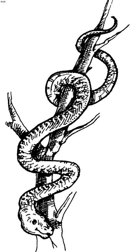 Slithering Snake Coloring Pages