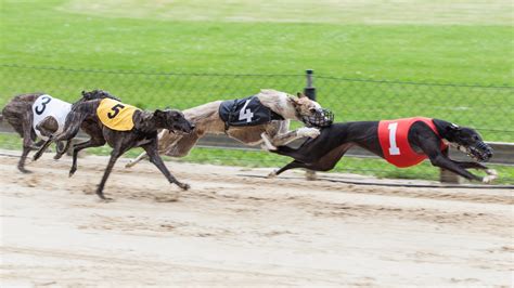 Do Greyhounds Die Racing