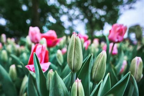 Amsterdam to Keukenhof: A Day Trip | What You Must Know