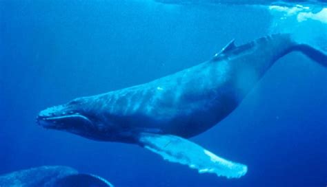 Whale vocalization - Alchetron, The Free Social Encyclopedia