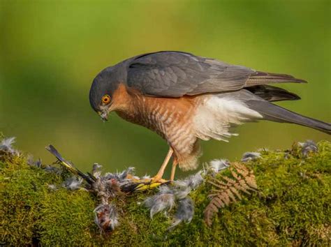 12 Different British Birds of Prey (Common & Rare) - The Arches